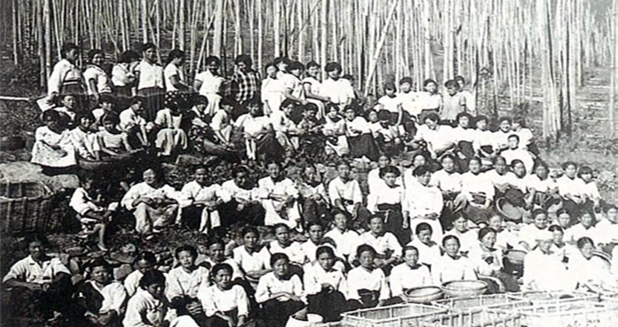 홉 재배농장(1958년)