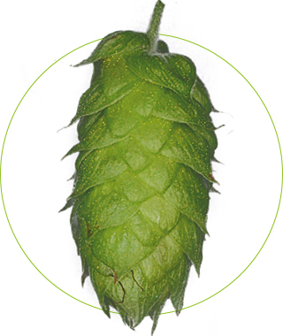 Bitter-Hop